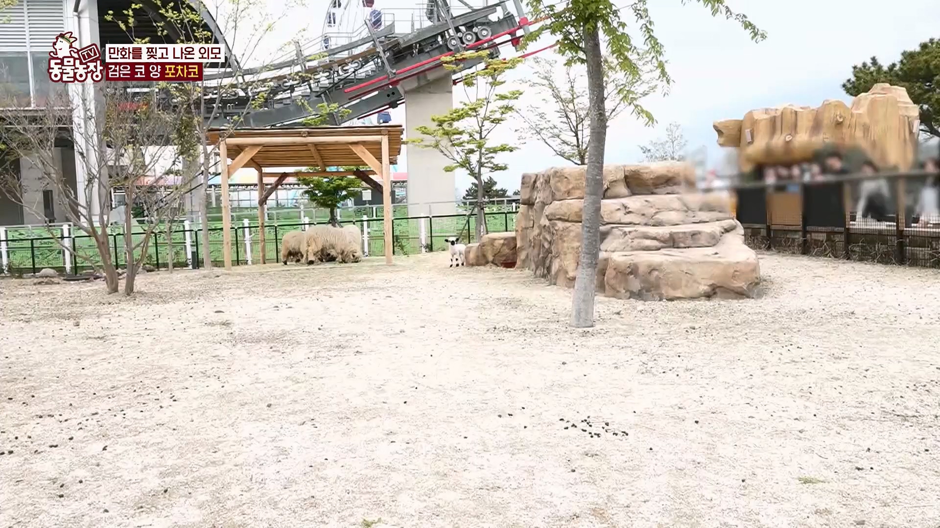 TV 동물농장.E1119.230507p.H264-F1RST.mp4_20230507_135920.988.jpg