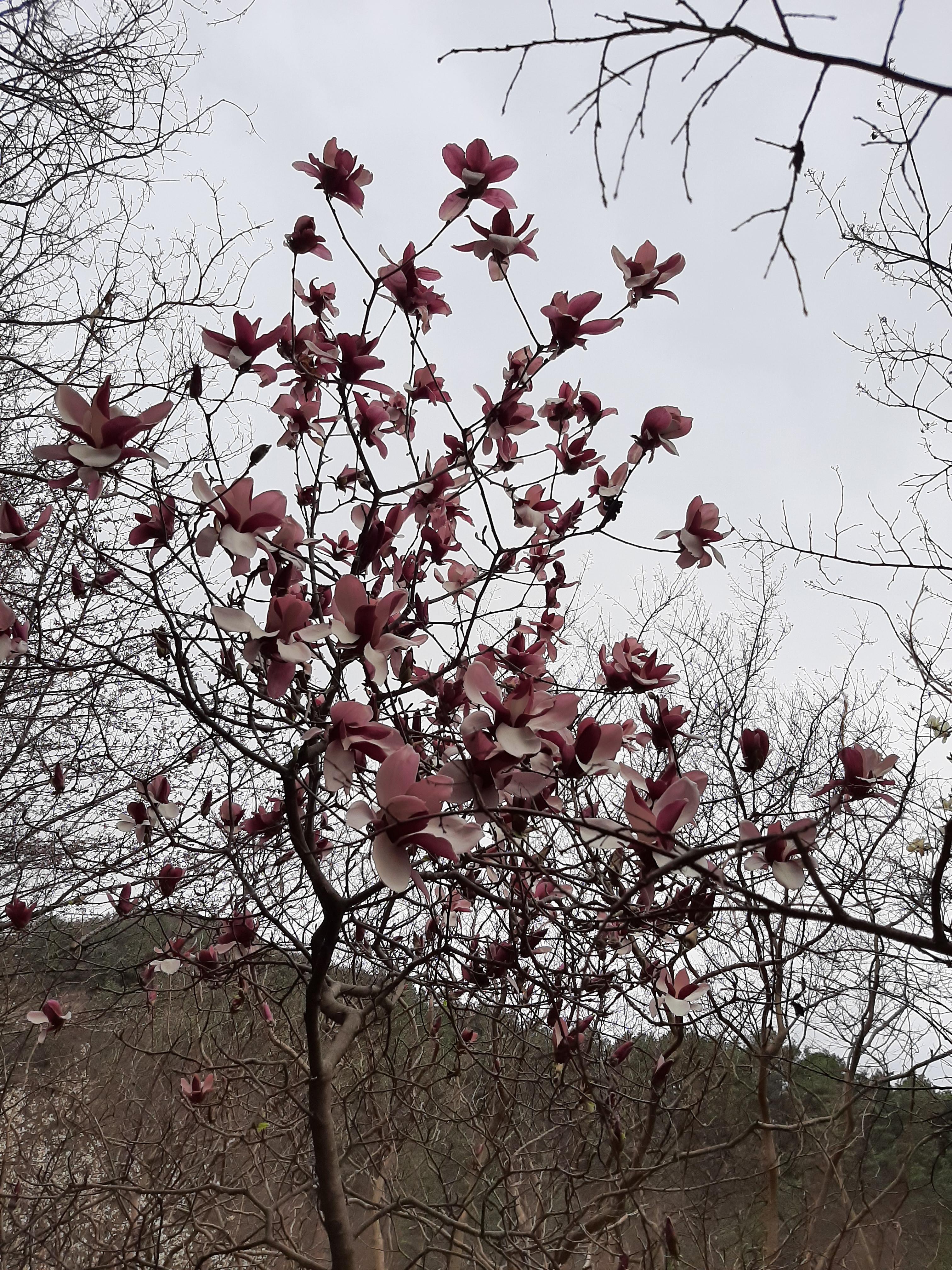 봄꽃 목련과 벚꽃이 한창입니다 / 꽃길만 걸으면 (03/23/22) 25