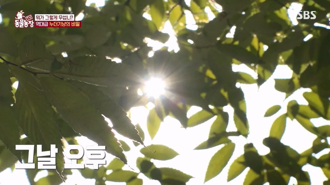 TV 동물농장.E1143.231030p-NEXT.mp4_20231029_164141.330.jpg