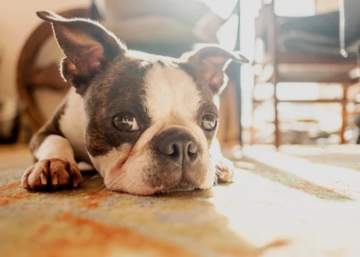 프렌치 불독/출처: Adobe Stock