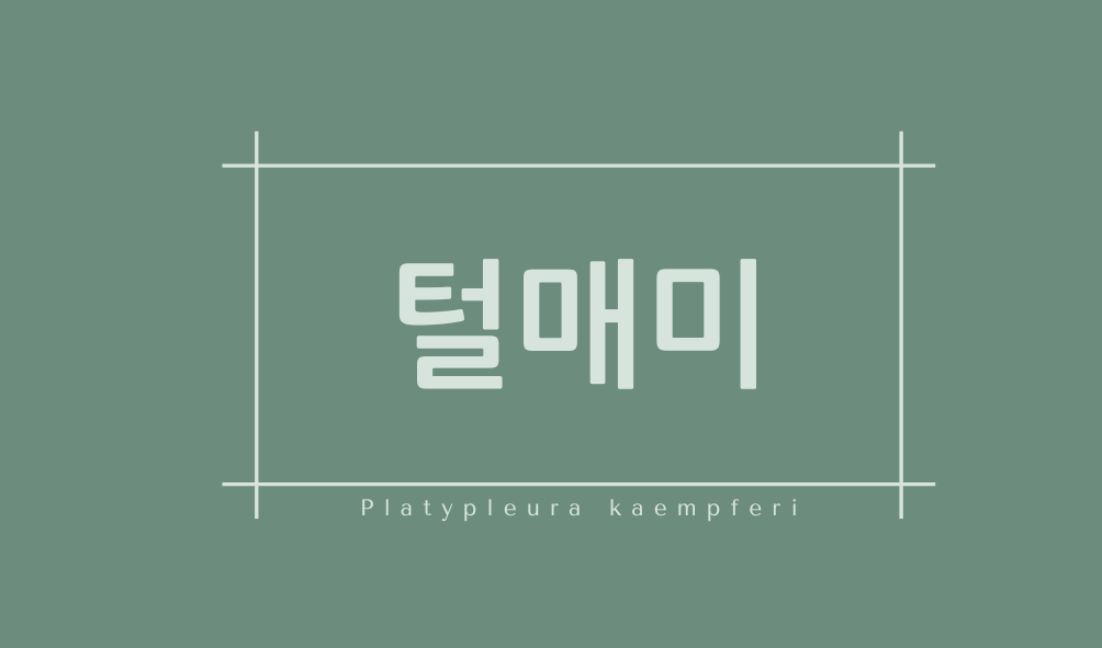 털매미(Platypleura kaempferi)