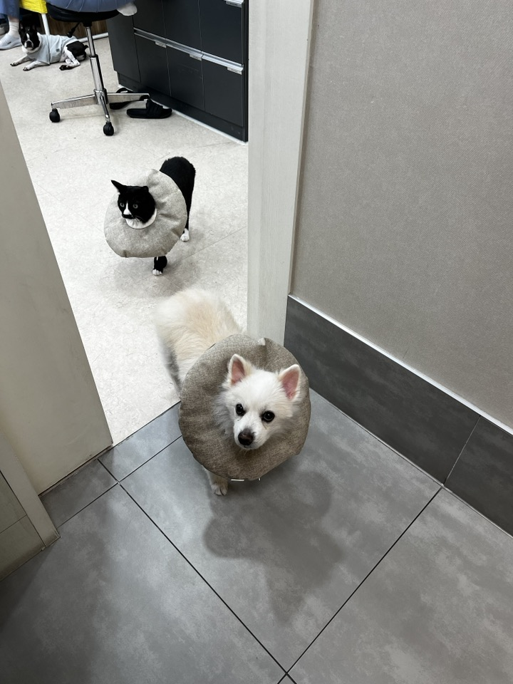  우리 아이 눈이 하얘졌어요?