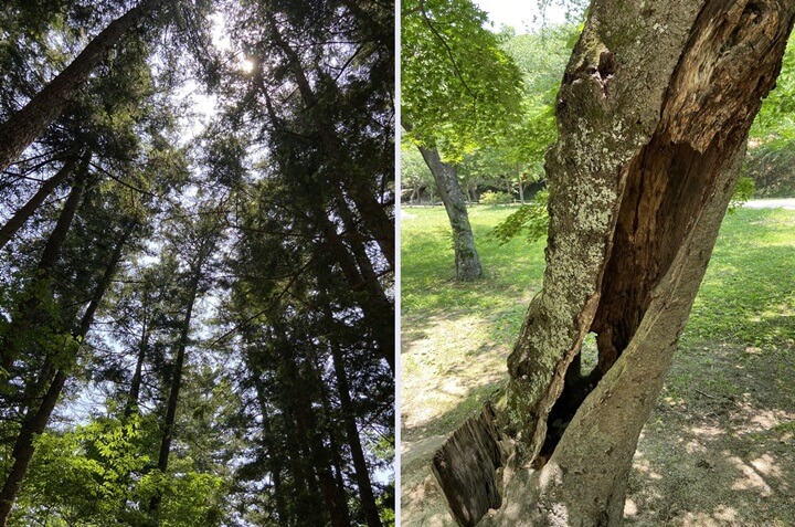 변산-내소사-전나무숲