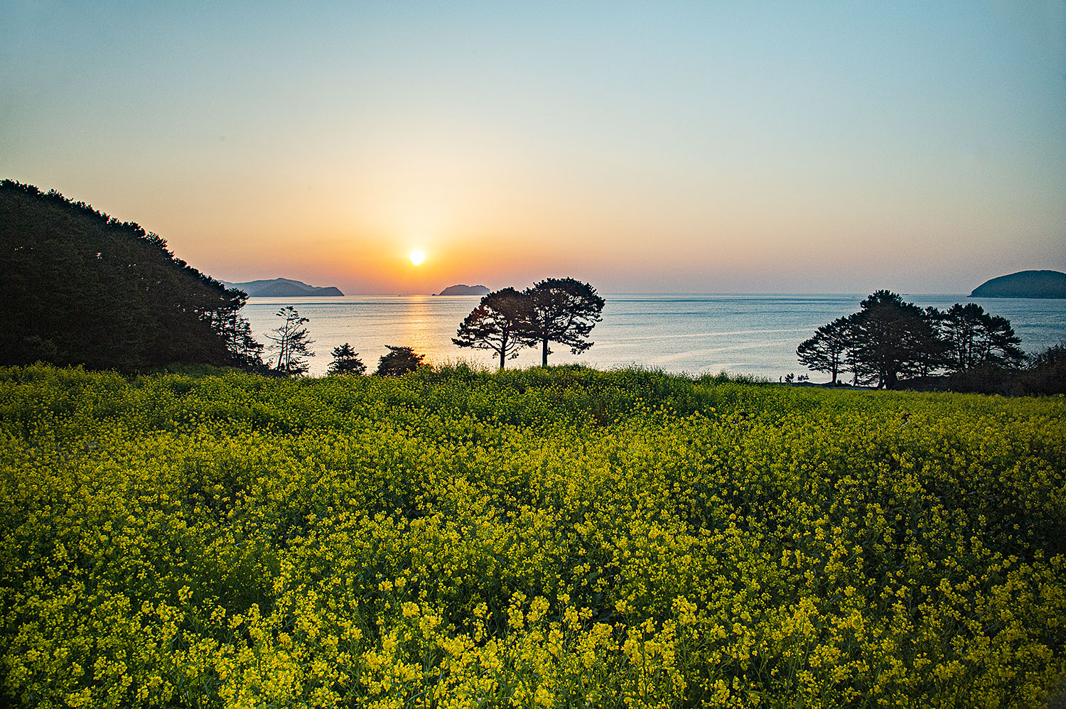 학동 유채꽃밭2