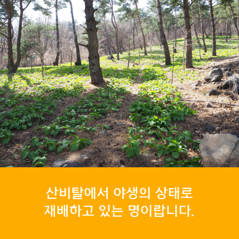 산마늘택배파는곳 산지직송 안내 지리산 명이나물 판매가격, 5
