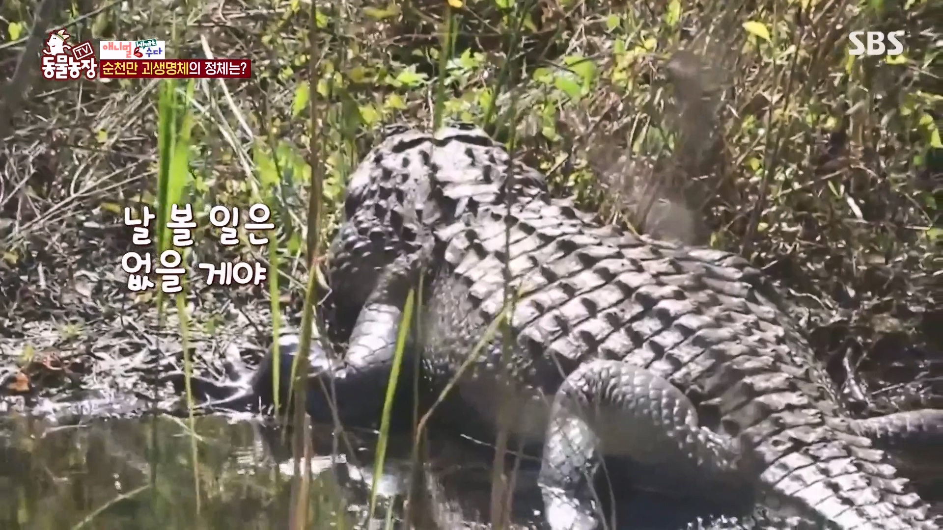 TV 동물농장.E1164.240324p-NEXT.mp4_20240324_170427.245.jpg