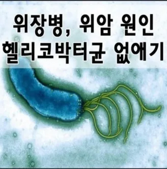 헬리코박터균 제균 치료 치료방법 성공률_8