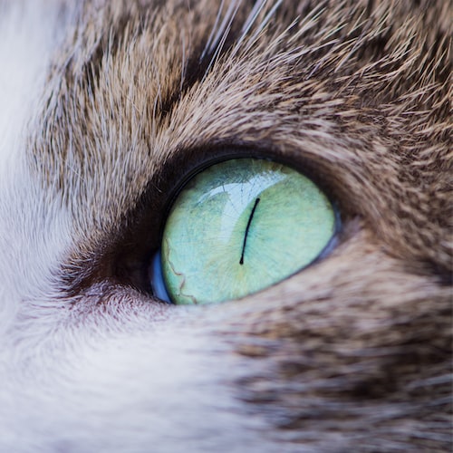 Practical Tips for Maintaining Pet Equipment