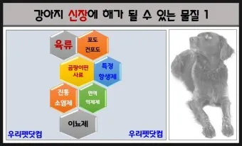 강아지 만성 신부전 증상 치료법 최신 관리 안내서_16