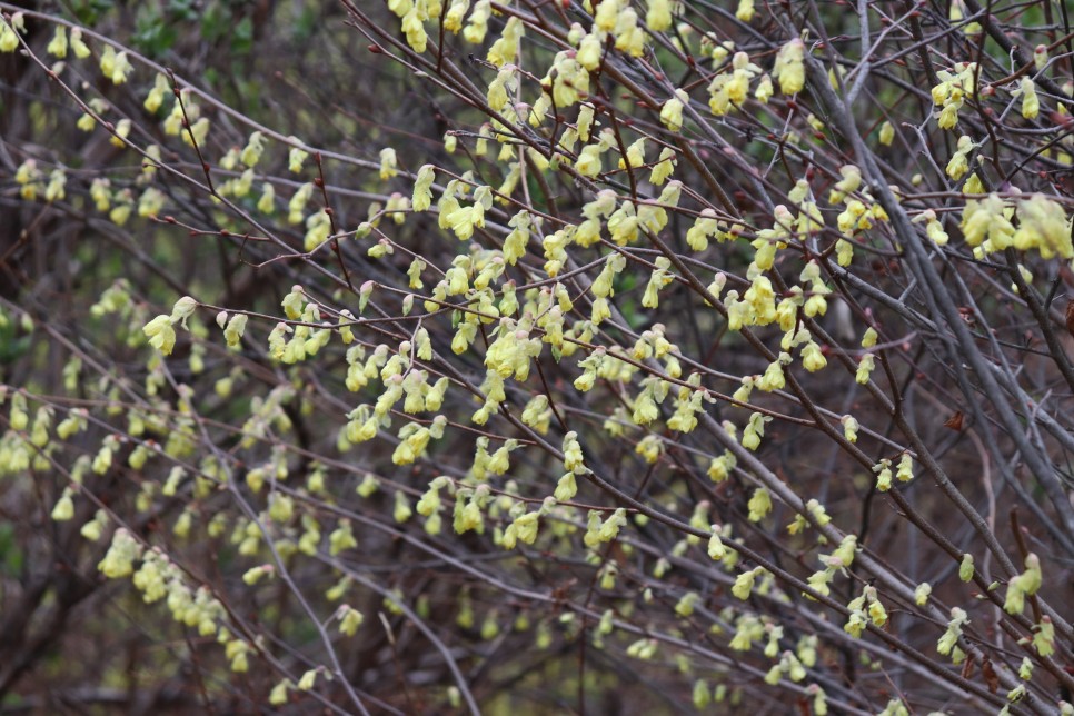 홍릉시험림(홍릉수목원) #페이지 토.일요일서울가볼만한곳 51