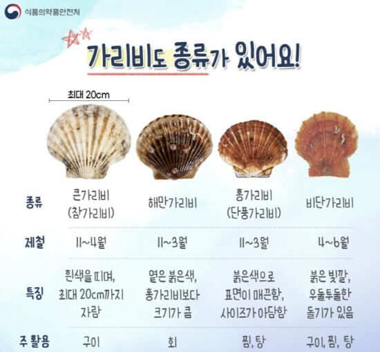  가리비 종류 참가리비 해만가리비 홍가리비 비단가리비 차이점 효능