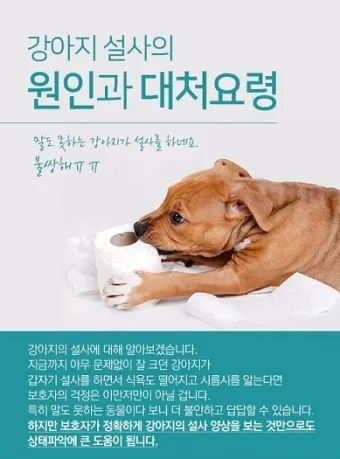 강아지 설사시 원인 대처방법 예방법_5