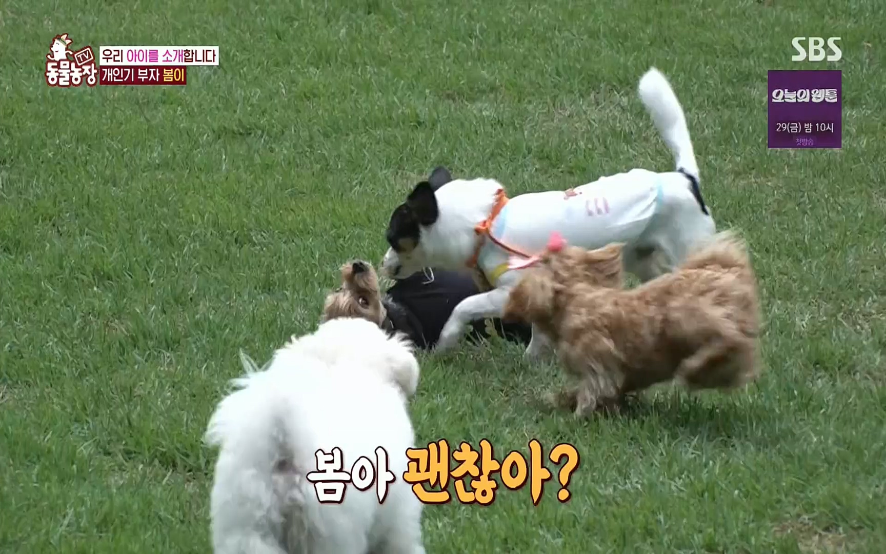 TV 동물농장.E1078.220717p.H264-F1RST.mp4_20220717_151158.087.jpg