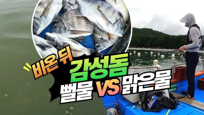 통영 감성돔낚시 후기 물때 조금_2