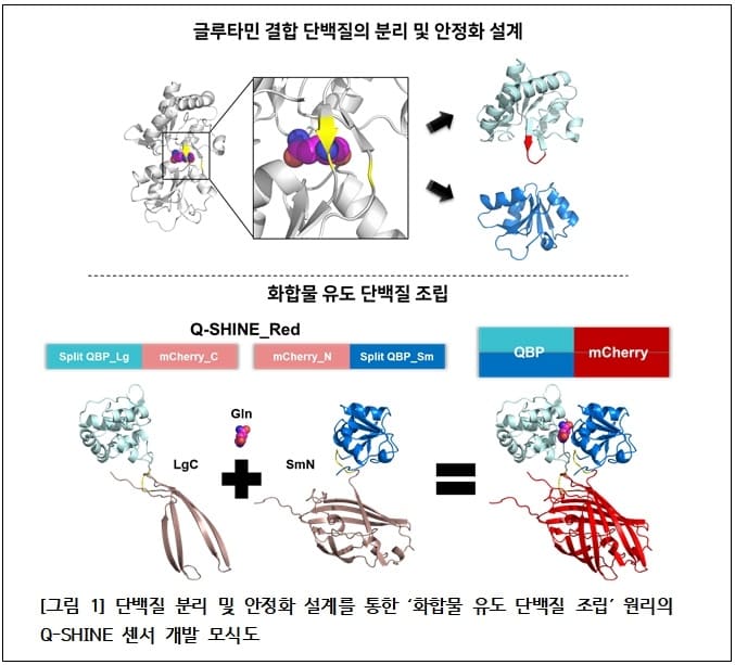  과학기술연구원(KIST), 중증 노인성 질환 진단 쉽고, 간편한 글루타민 농도 측정 기술 개발 A versatile sensor for glutamine measurement via ligand-induced dimerization