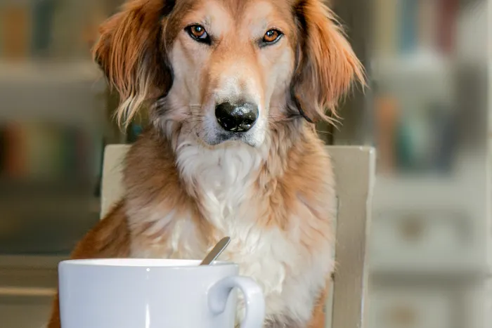 커피를-보는-강아지