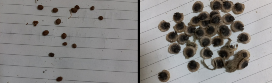 밤꽃씨앗(왼쪽),  접시꽃 씨앗(오른쪽)