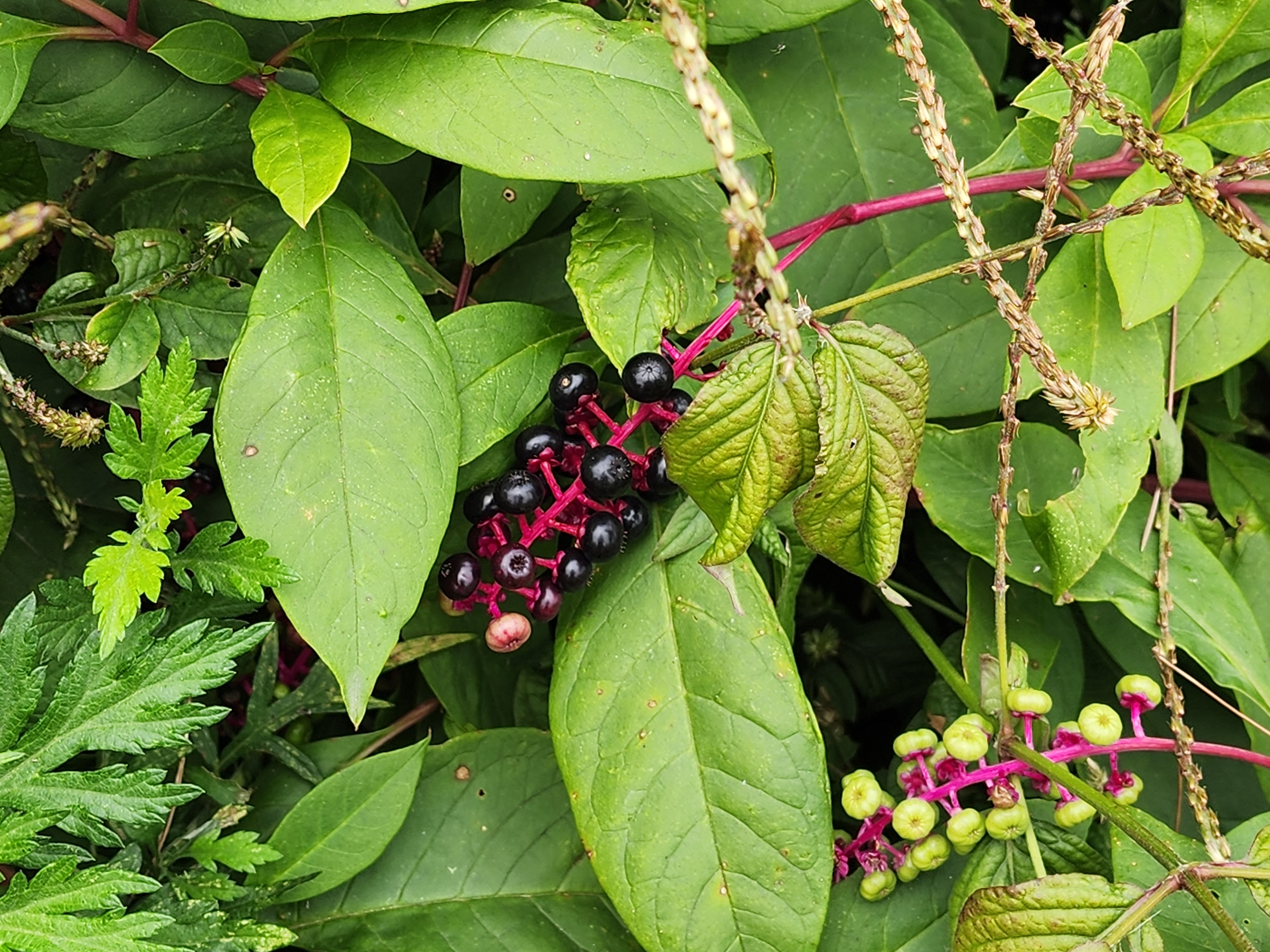 자리공과 미국자리공 구분: 장록 뿌리 독성
