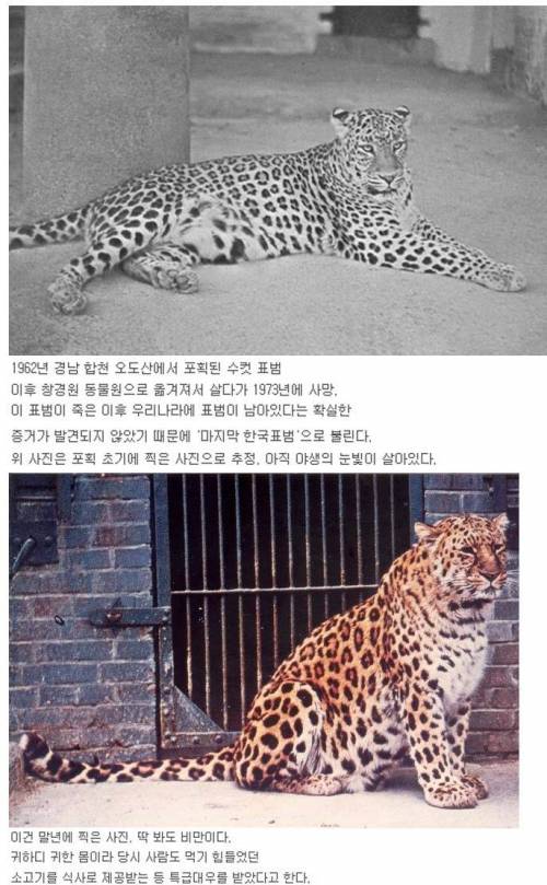 표범 이미지