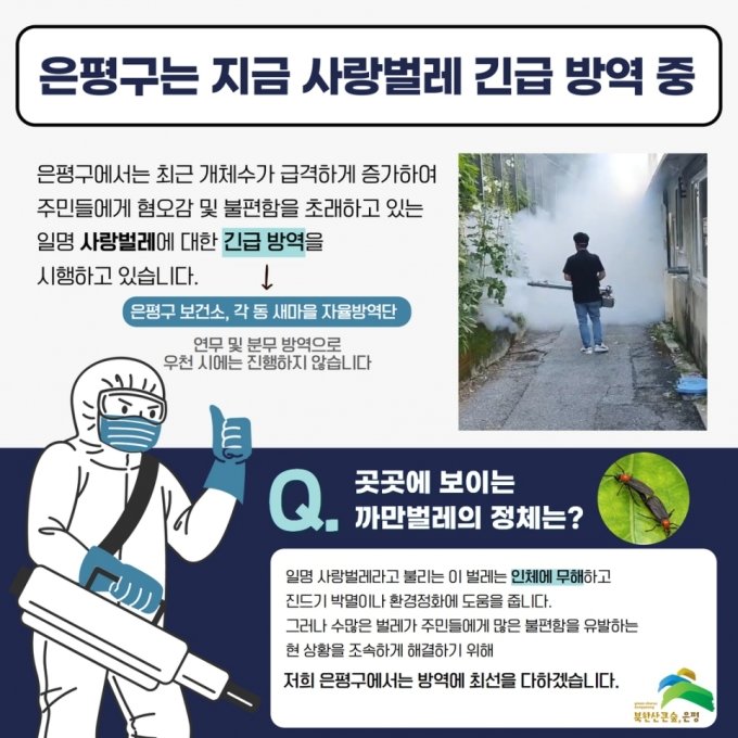  러브버그, 은평구 대량 발생