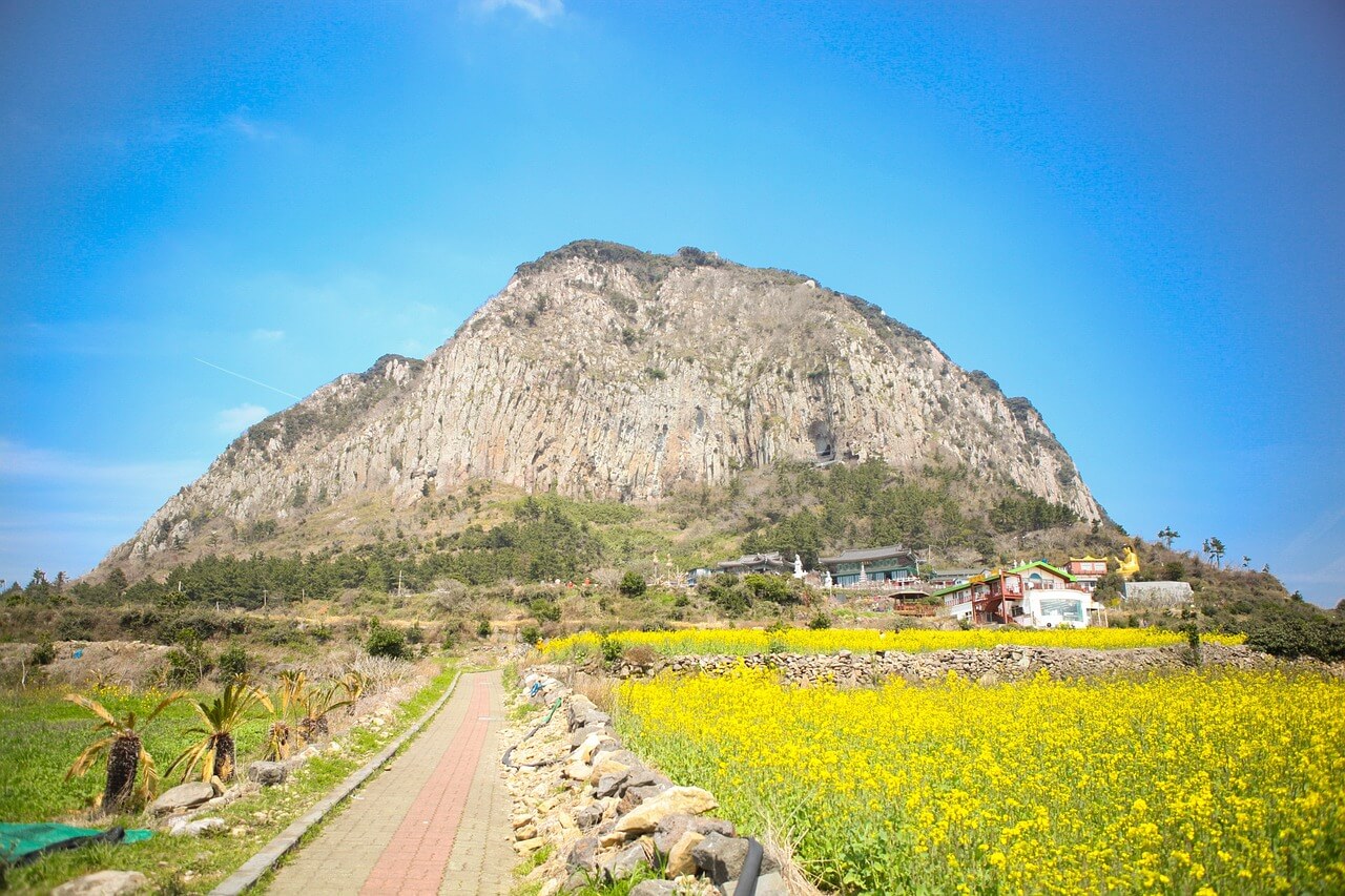 산방산 유채꽃