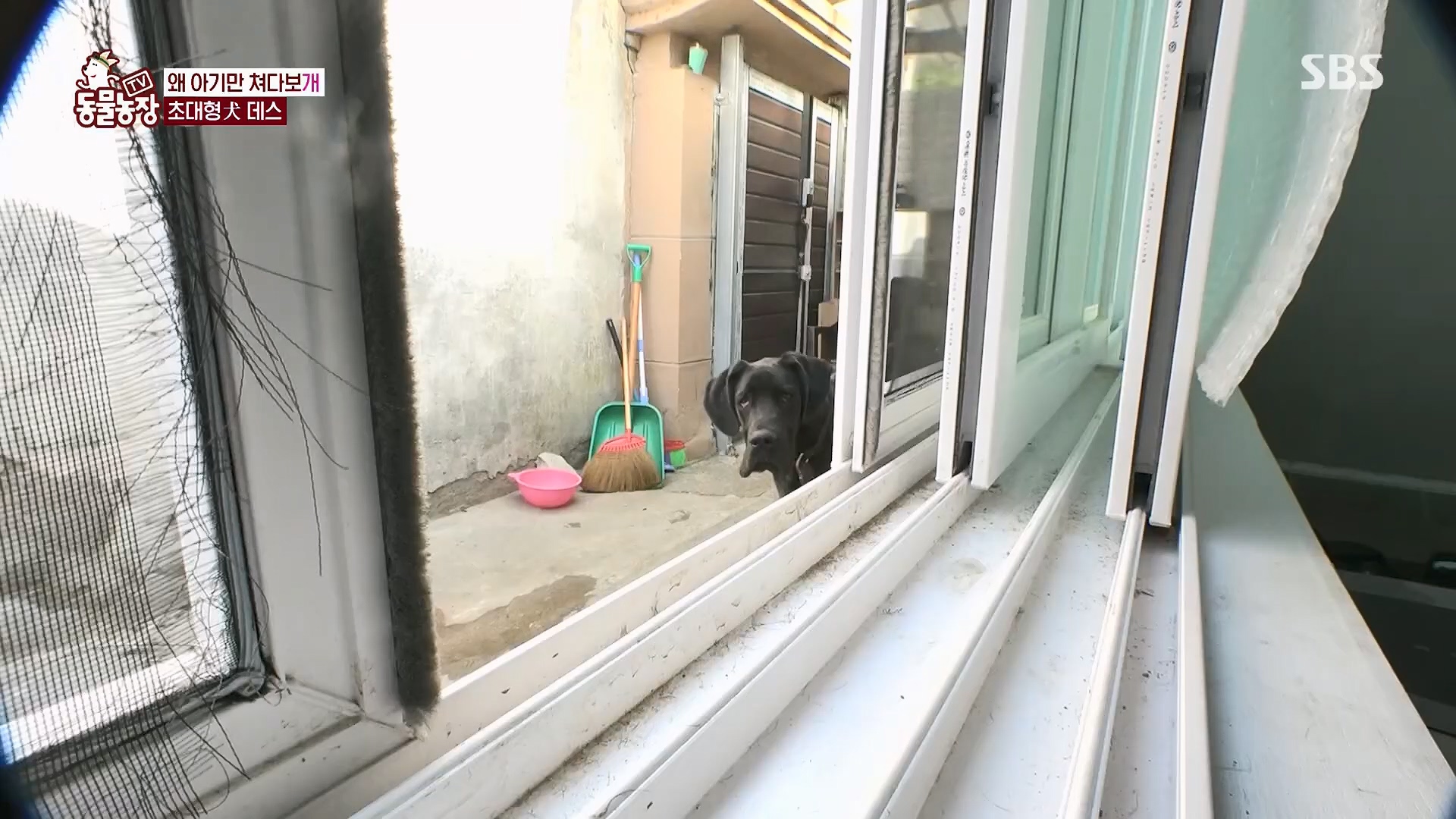 TV 동물농장.E1120.230514p.H264-F1RST.mp4_20230515_203542.840.jpg