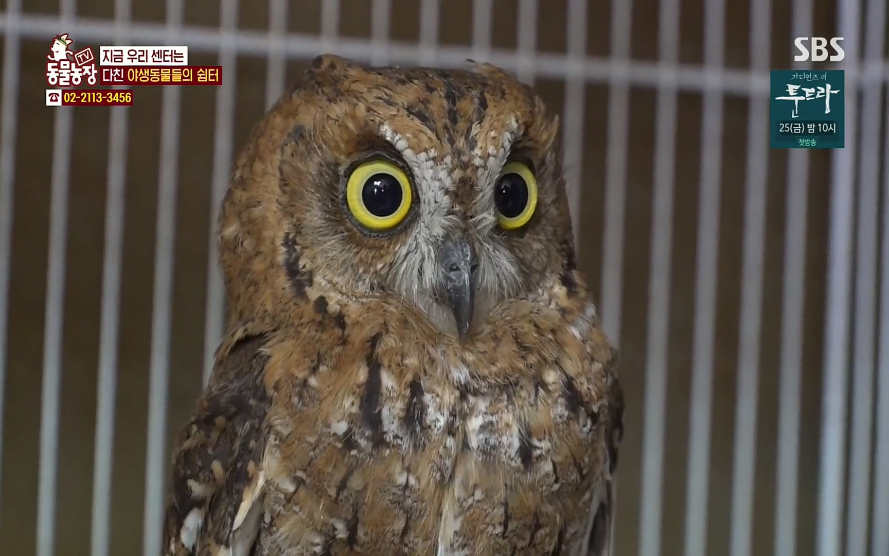 TV 동물농장.E1061.220320p.H264-F1RST.mp4_20220320_183601.621.jpg