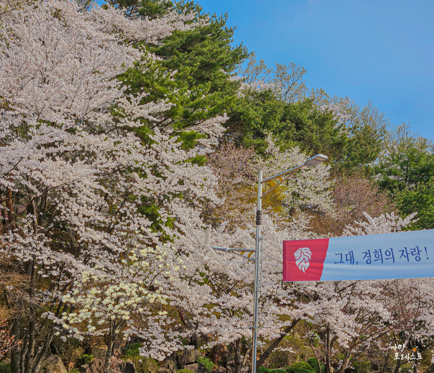 경희대 국제 캠퍼스 벚꽃