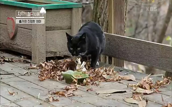 [3회] 자연의 철학자들 - KBS새처럼 살고 싶어라] 자연이라는 위대한 법당에서 숲의 울림, 새들의 소리를 들으며 깨달음을 얻은 도연 스님.ts_20220320_153607.885.jpg