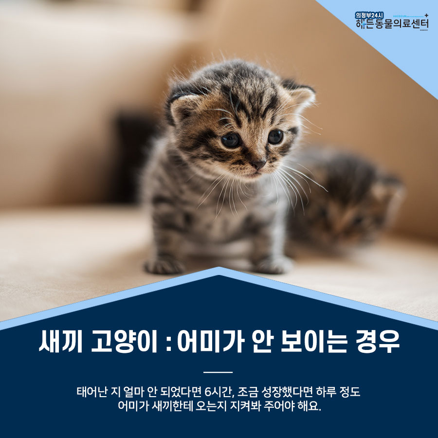 간택 , 구조는 어리다면 조심해야 해요! 10