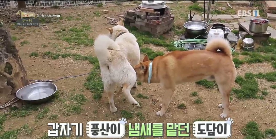 풍산개의치열한 혈투와 전쟁 - EBS 세상에 나쁜 개는 30