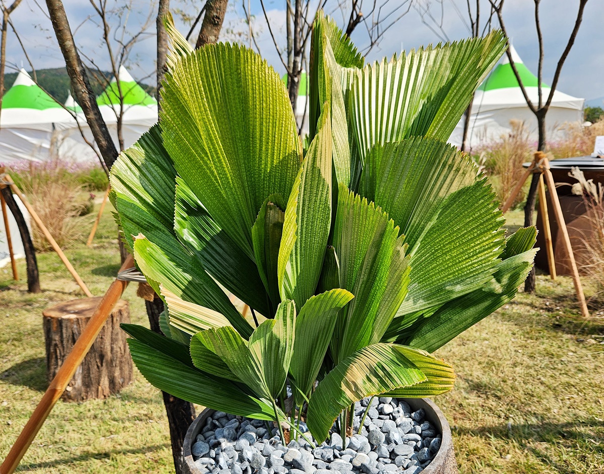 바누아트 부채야자(주름부채야자)