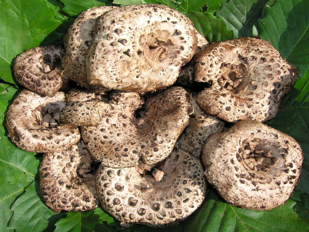 능이버섯(식용)