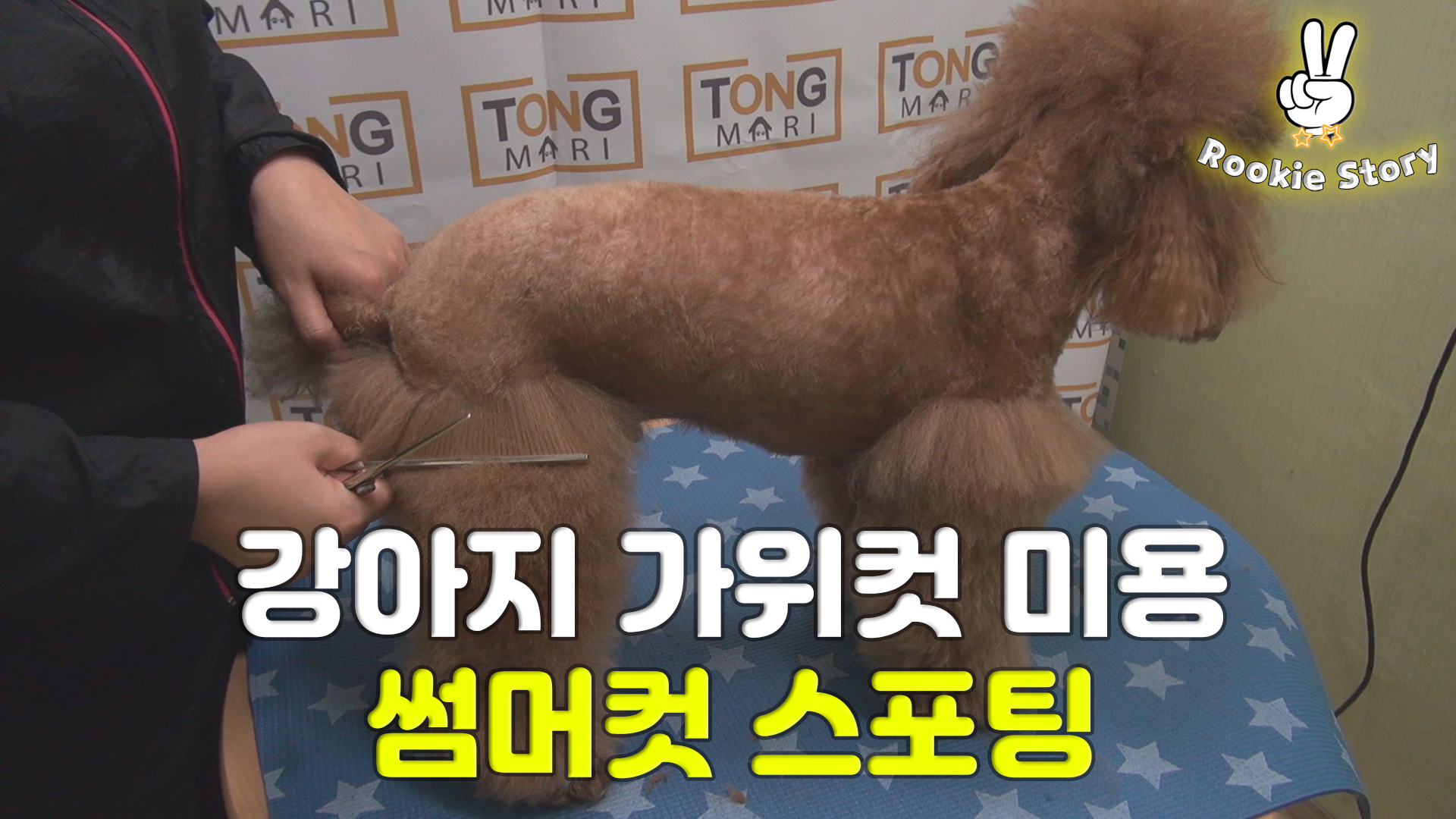  강아지 스포팅 썸머컷 가위 미용