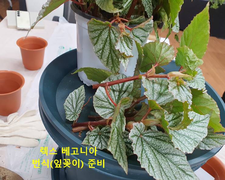 렉스 베고니아 Begonia Rex