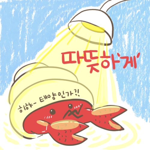  [소라게] 추가 아이템 장착!