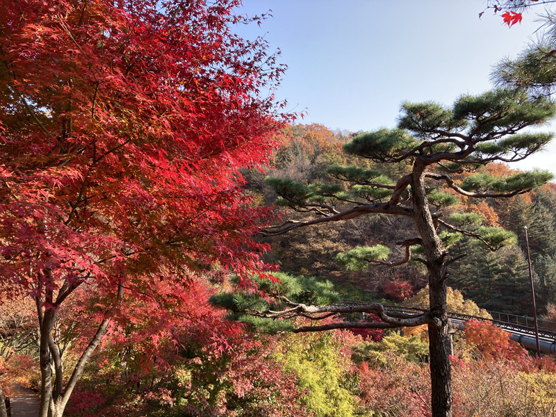 곤지암 화담숲 가을 단풍