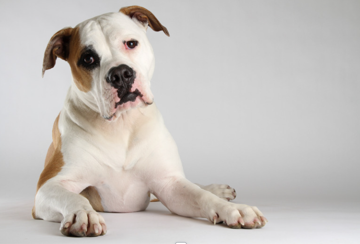 Bulldog medical attention