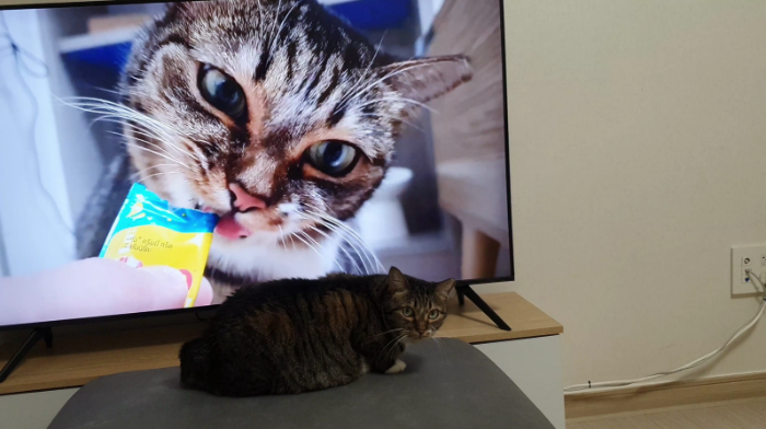 고양이