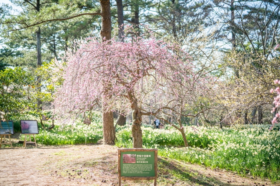봄 축제 일정 한림 3