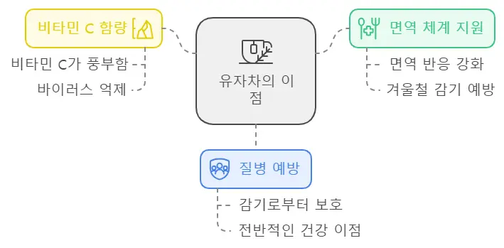 유자차 면역력 강화 효능