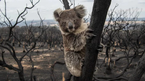 호주 산불로 인해 멸종 위기종이 된 코알라