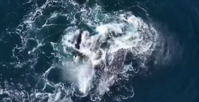 범고래 30여 마리&#44; 40톤 &#39;귀신고래&#39; 공격하는 장면
