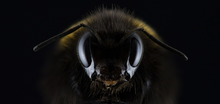 꿀벌 얼굴