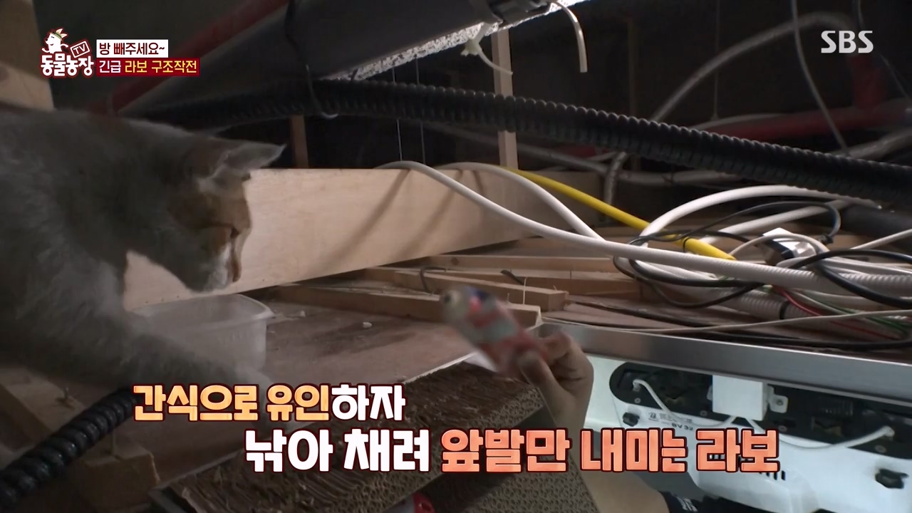 TV 동물농장.E1133.230814p-NEXT.mp4_20230813_171353.491.jpg
