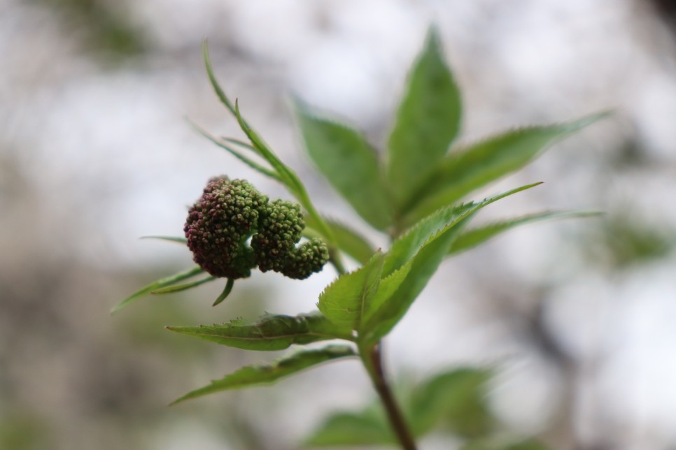 홍릉시험림(홍릉수목원) #페이지 토.일요일서울가볼만한곳 75