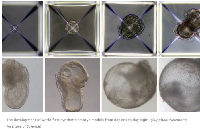  세계 최초 난자 정자 없이 '합성 배아' 성공 VIDEO: Scientists create world’s first ‘synthetic embryos’