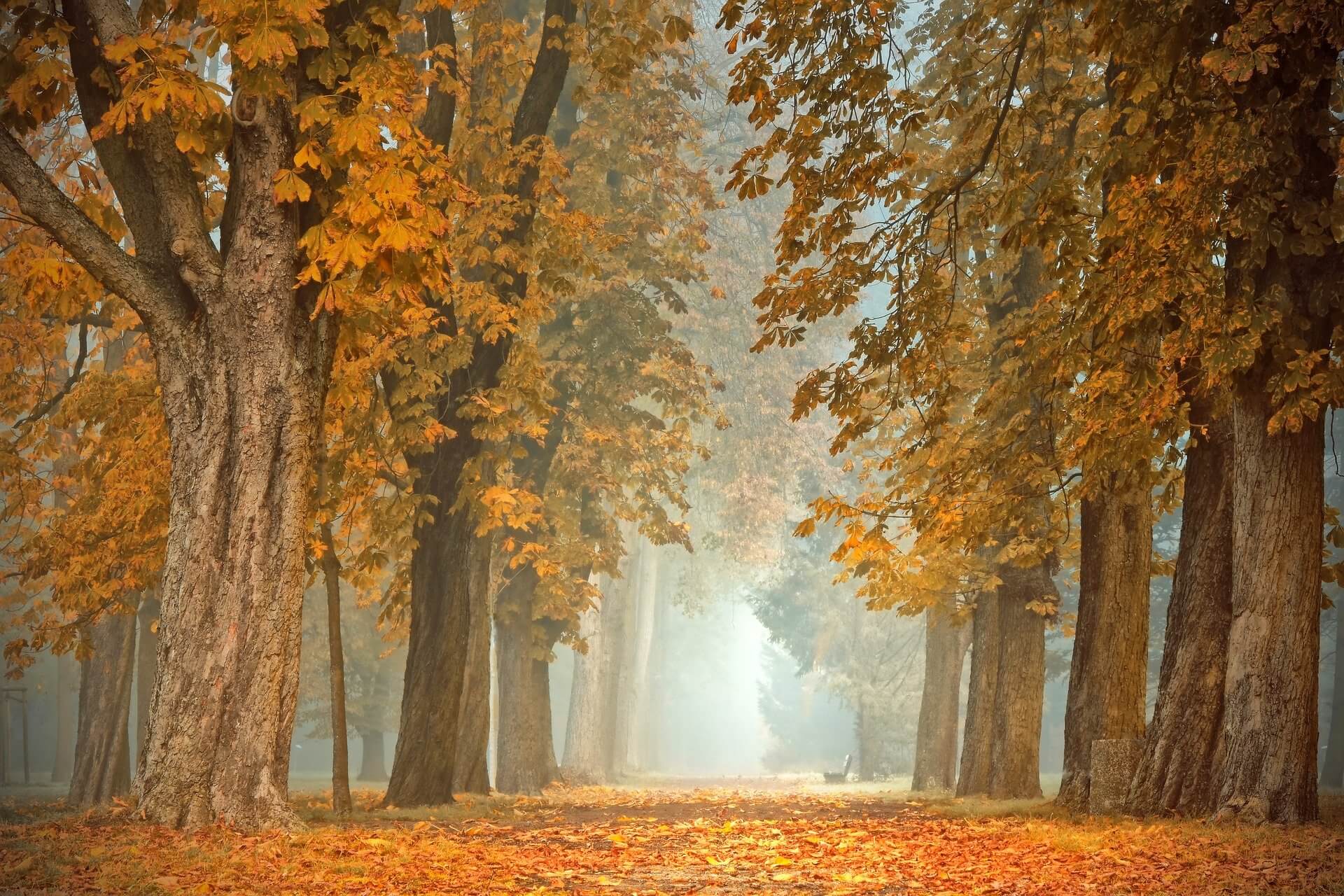 가을-단풍나무