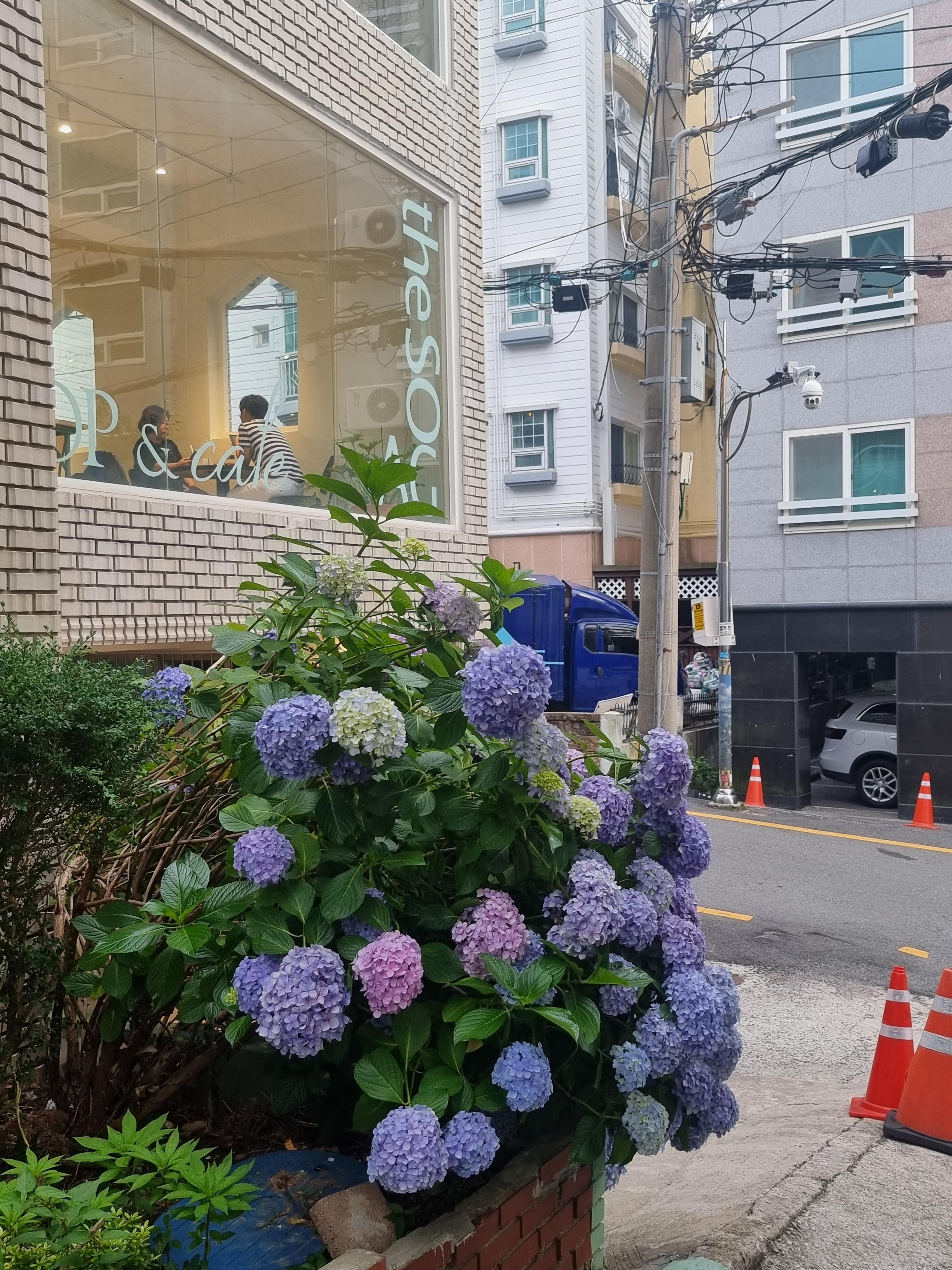 더소가 이미지