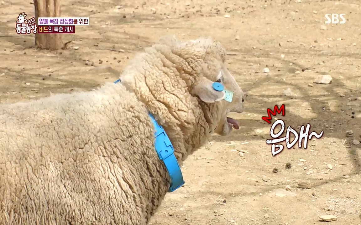TV 동물농장.E1071.220530p-NEXT.mp4_20220529_174716.243.jpg